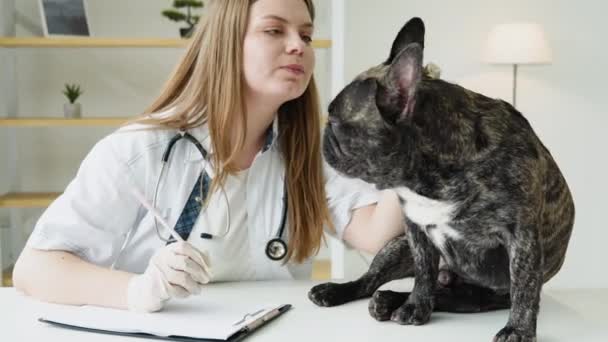 Veterinarian is watching at dog and makes notes. Woman is looking at french bulldog and writes in her notepad. Concept of animal doctors and their work with pets — 비디오