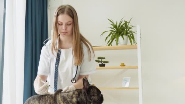 Жінка-ветеран робить ін'єкцію з вакциною для собаки у ветеринарній клініці — стокове відео