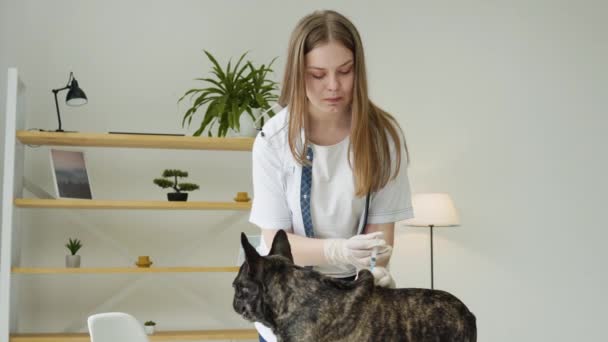 Lekarz weterynarii wstrzykuje psu szczepionkę w klinice weterynaryjnej. Szpital zdrowia zwierząt z profesjonalną pomocą dla zwierząt domowych — Wideo stockowe