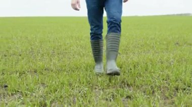 Çiftçi agronom, yeşil eko-kültür tarlası boyunca lastik botlarla yürüyor. Lastik çizmeli çiftçi bacakları. Yeşil alanda tarımcı