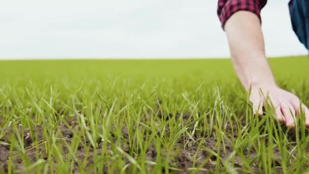 L'uomo agricoltore che lavora in campo ispeziona il germe di grano coltivato naturale un'agricoltura — Video Stock