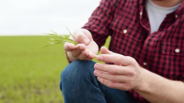 Мужчина фермер, работающий в поле, осматривает зародыши пшеницы урожая натурального земледелия — стоковое видео