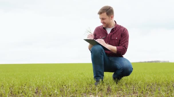 Мужчина фермер, работающий в поле, осматривает зародыши пшеницы урожая натурального земледелия — стоковое видео