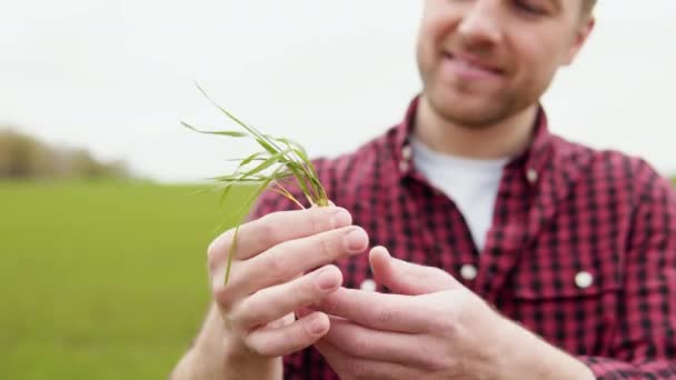 Portrét atraktivního farmáře stojícího na zelené louce se zelenou pšenicí v rukou. Farmář s úsměvem venku v létě — Stock video