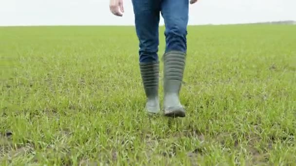 The farmer agronom walks along the green field of eco-culture in rubber boots. Farmers legs in rubber boots. Agronomist in the green field — ストック動画