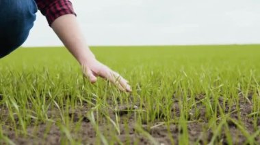 Tarlada çalışan çiftçi, buğday tohumu tarımını doğal olarak inceliyor.
