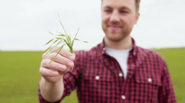 Yeşil tarlada elinde buğdayla duran çekici çiftçinin portresi. Yazın açık havada gülümseyen çiftçi