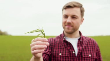 Yeşil tarlada elinde buğdayla duran çekici çiftçinin portresi. Yazın açık havada gülümseyen çiftçi