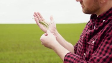 Çiftçi elini yavaşça genç yeşil buğdaya değdir.