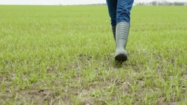 Çiftçi agronom, yeşil eko-kültür tarlası boyunca lastik botlarla yürüyor. Lastik çizmeli çiftçi bacakları. Yeşil alanda tarımcı