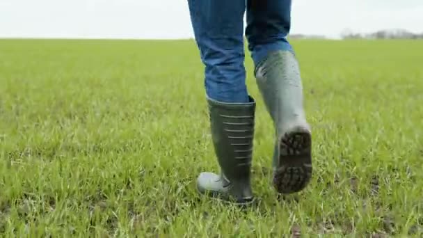L'agronomo contadino cammina lungo il campo verde dell'eco-cultura in stivali di gomma. Gambe da contadino con stivali di gomma. Agronomo nel campo verde — Video Stock