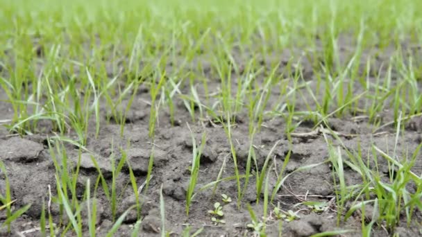 Green wheat field. Spring field close-up of macro — Stock videók