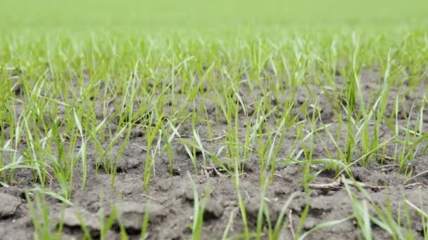 Green wheat field. Spring field close-up of macro — Wideo stockowe