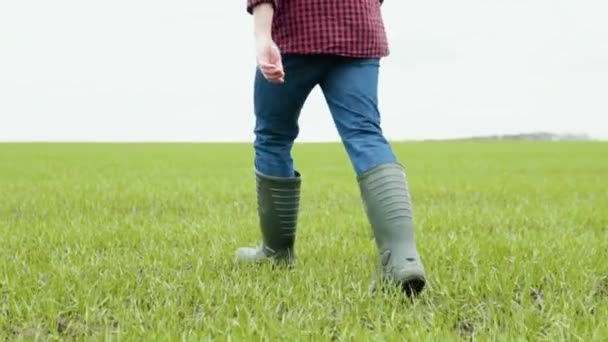 L'agronome paysan marche le long du champ vert de l'éco-culture en bottes en caoutchouc. Jambes de fermiers en bottes en caoutchouc. Agronomiste dans le domaine vert — Video