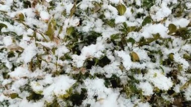 Tahta bir çalılıkta taze kar. Karla kaplı ağaçlarla kaplı güzel bir kış arka planı var. Karlı soğuk hava.