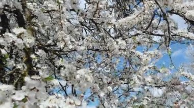 Kiraz çiçeği konsepti. Japon sakurası. Ağaç baharda çiçek açar.