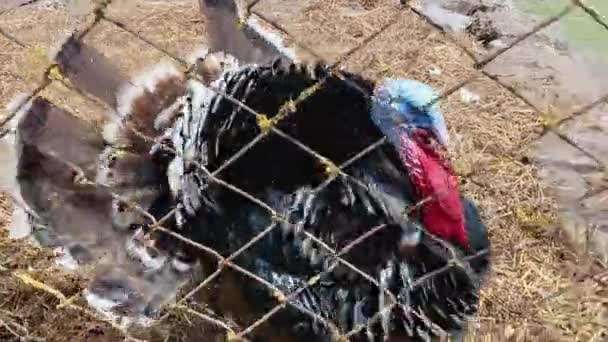 Funny sweet turkey. Large turkey bird. Turkeycock on the farm — Stockvideo