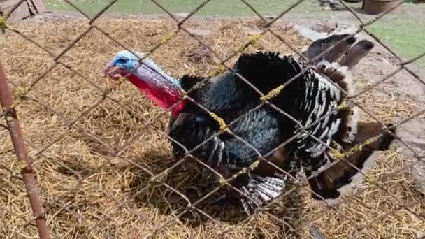 Funny sweet turkey. Large turkey bird. Turkeycock on the farm — Stock Video
