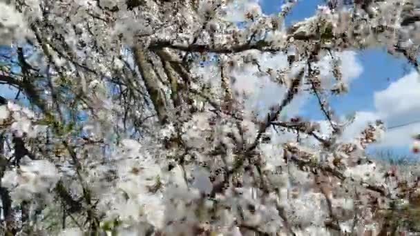 Cherry blossomes concept. Japanese sakura. The tree blooms in the spring — Stockvideo