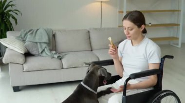 Tekerlekli sandalyedeki genç kız evde köpekle oynuyor. Tekerlekli sandalyedeki hasta genç kadının portresi evde Amstaff ile oynuyor.