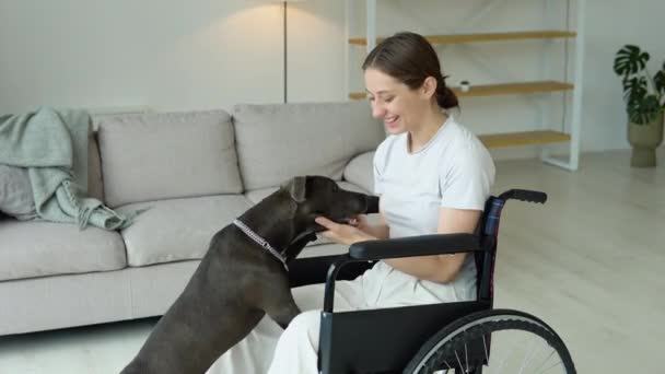 Tekerlekli Sandalyedeki Hasta Genç Kadının Evde Amstaff Oynadığı Portre Tekerlekli — Stok video