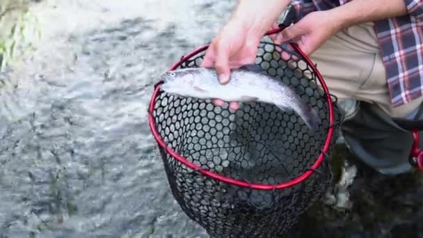 Άνθρωπος Κρατάει Ψάρια Που Μόλις Πιάστηκαν Στο Ποτάμι Και Βάζει — Αρχείο Βίντεο