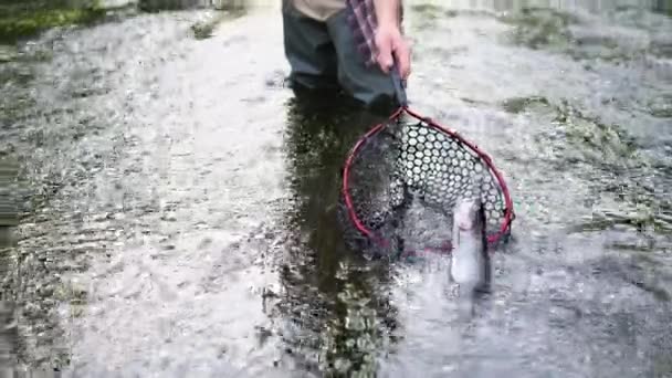 Pesca Truchas Pesca Río — Vídeo de stock