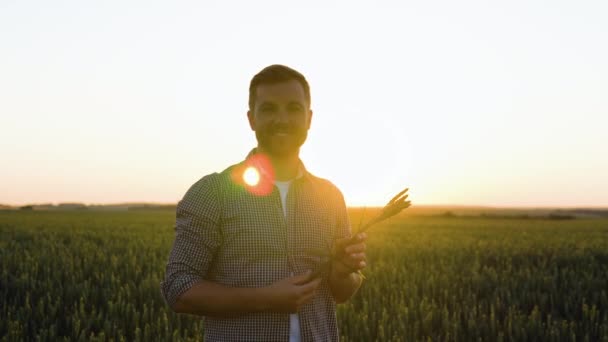 Фермер Перевіряє Якість Колосків Пшениці Заході Сонця Посеред Золотого Дозрілого — стокове відео