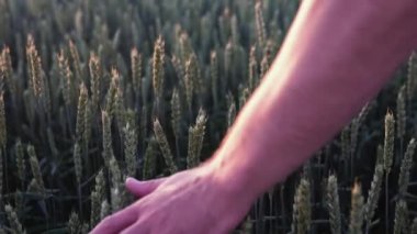 Çiftçi, altın olgun tarlanın ortasında gün batımında buğday dikenlerinin kalitesini kontrol ediyor. Çiftlik işçisi hasattan önce buğday başaklarını inceler. Tarım kavramı