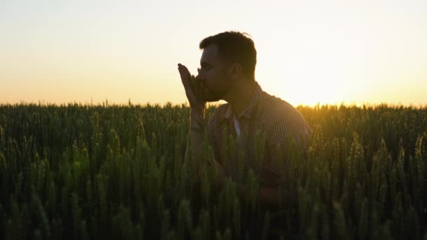 Farmer Checking Quality Wheat Spikelets Sunset Middle Golden Ripen Field — Stock Video