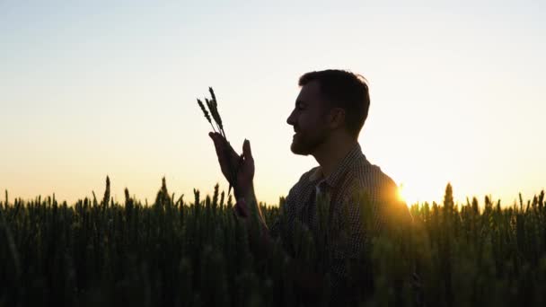 Farmer Hold Ears Wheat Study Grain Field — Stock Video