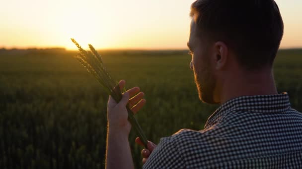 Farmer Checking Quality Wheat Spikelets Sunset Middle Golden Ripen Field — Stock Video