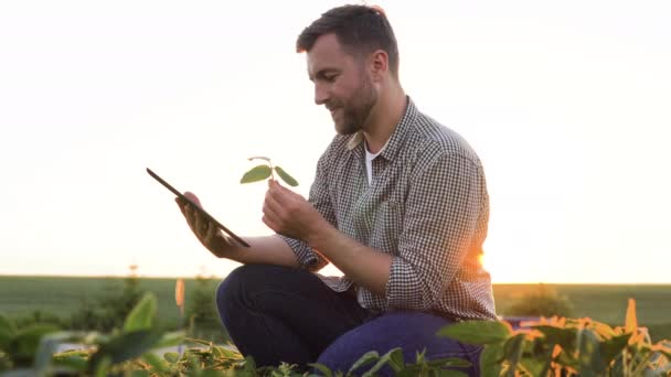 Úspěšný Farmář Své Plantáži Sóji Kontroluje Úrodu — Stock video