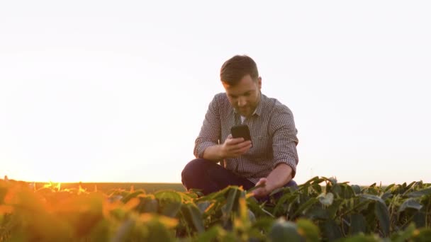 Successful Farmer His Plantation Soybean Checks Crop — Stock Video