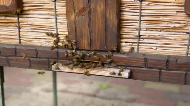 Holzbienenstock Und Bienen Bienenstock Mit Honigbienen Rahmen Des Bienenstocks Draufsicht — Stockvideo