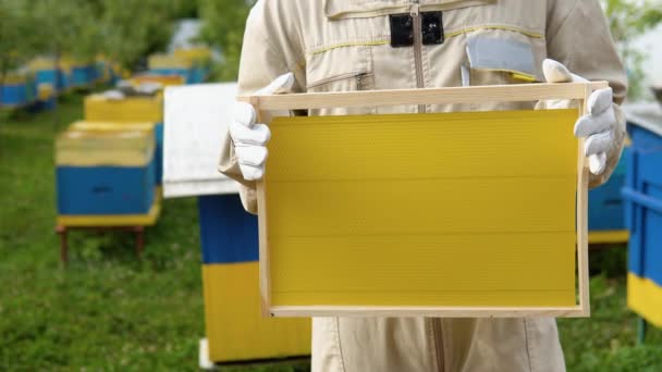 Szekrényes Méhész Méhsejt Van Kezében Méhészeti Koncepció Méhészeti Betakarítás — Stock videók