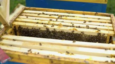 Arılar bal peteğinde. Arılı bal hücresi. Apiculture. Apiary. Tahta arı kovanı ve arılar. Arı kovanında bal arıları, kovanların çerçeveleri, üst manzara.