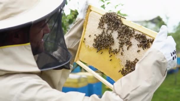 一个穿着防护服和帽子的男人在花园里拿着一架蜂窝的蜜蜂 — 图库视频影像