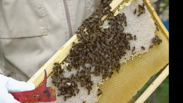 Closeup Portrait Beekeeper Holding Honeycomb Full Bees Beekeeper Protective Workwear — Αρχείο Βίντεο