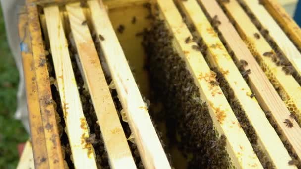 Bees Honeycomb Honey Cell Bees Apiculture Apiary Wooden Beehive Bees — 图库视频影像