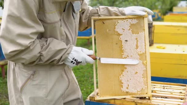 Beekeeper Apiary Beekeeper Working Bees Beehives Apiary — стоковое видео