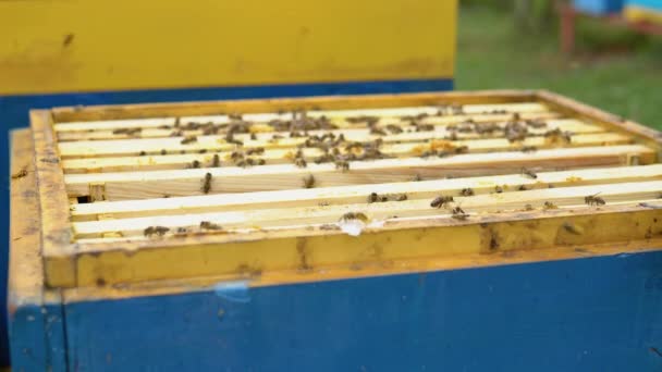 Bienen Auf Der Wabe Honigzelle Mit Bienen Imkerei Bienenstock Holzbienenstock — Stockvideo
