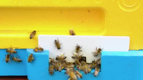 Bijenkorven Een Bijenstal Met Bijen Die Een Tuin Naar Landingsplaatsen — Stockvideo