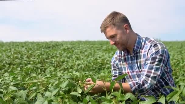 Farmer Soybean Field Agronomist Farmer Examining Crop Soybeans Field — 비디오