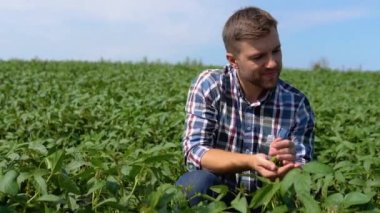 Agronomist tarlada yetişen soya fasulyesi ekinlerini inceliyor. Tarım endüstrisi.