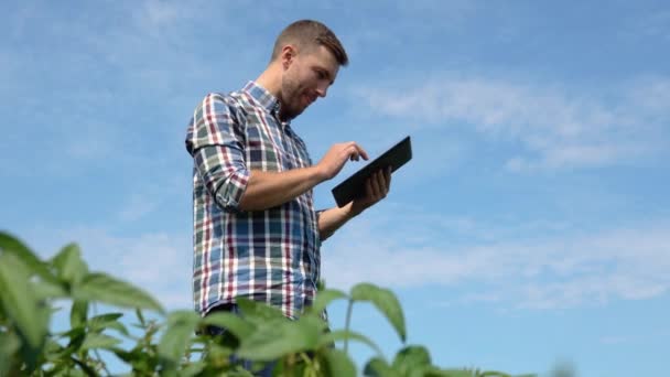 Farmář Sójou Zemědělství Obchodní Koncept Farmářka Zkoumá Při Západu Slunce — Stock video