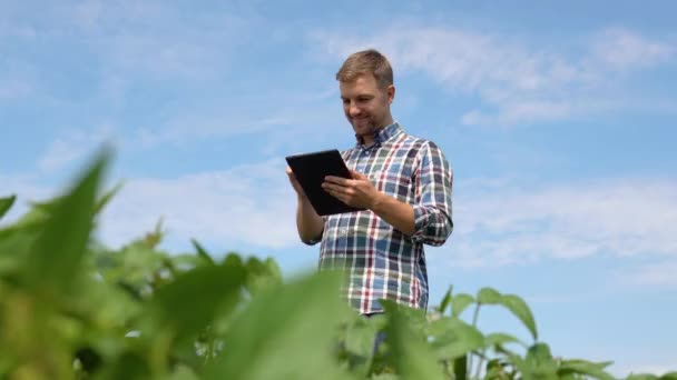 Agricoltore Utilizza Computer Tablet Campo Soia — Video Stock