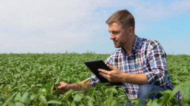 Çiftçi soya tarlasında tablet bilgisayar kullanıyor..