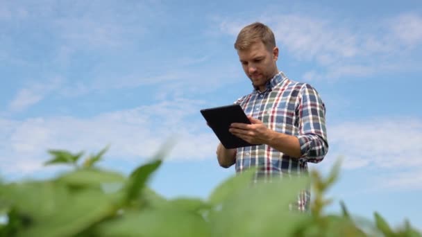 Yong Pohledný Agronomista Drží Tablet Dotykové Podložky Počítače Sójovém Poli — Stock video