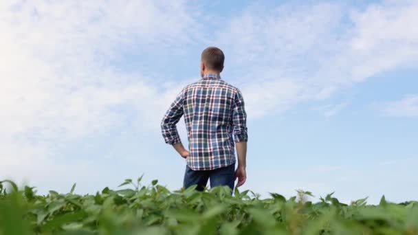Soya Tarlasında Genç Bir Çiftçi Uzağa Bakıyor — Stok video